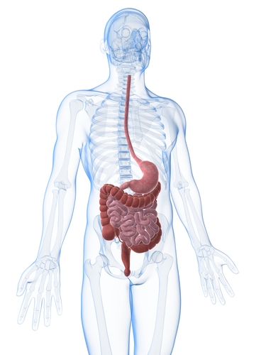 Autophagy Induction Study in Inflammatory Bowel Disease, Colon Cancer Leads to New Insights