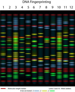 IBD loci