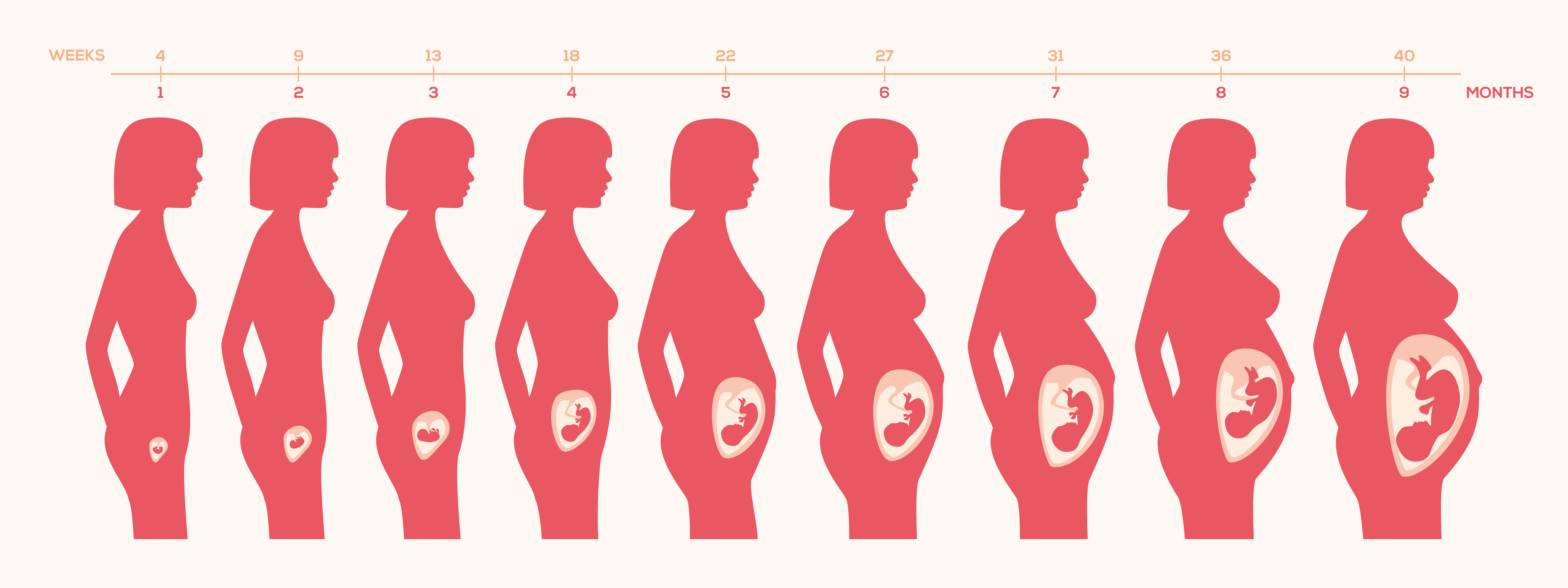 Ребенок в животе 2 неделя. Этапы роста ребенка в утробе. Расположение ребенка в животе по неделям. Беременность на разных сроках. Расположение малыша в матке по неделям.