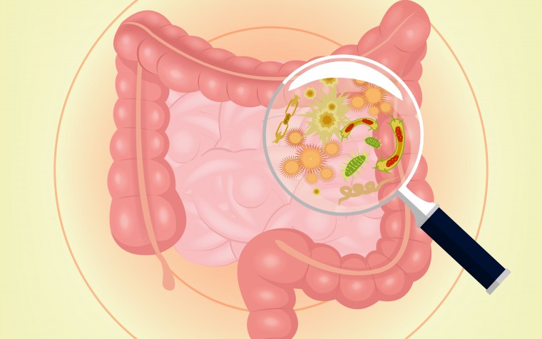 Gut health and microbes