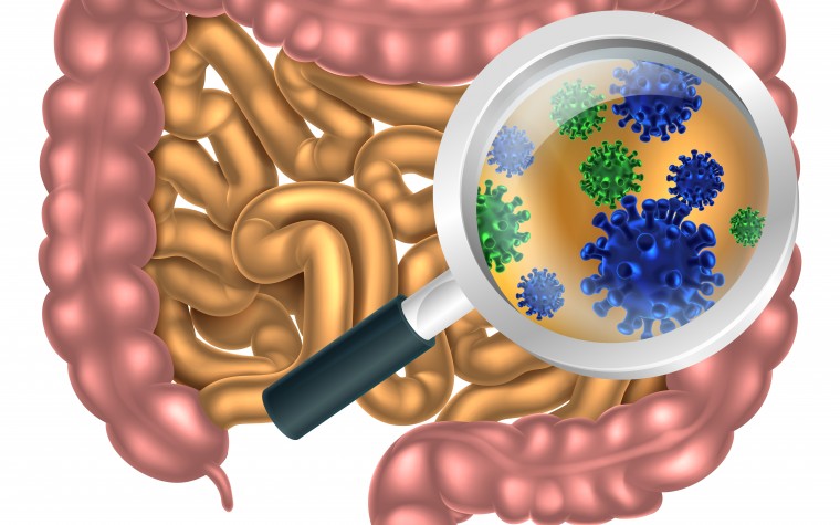 bacteria in gut