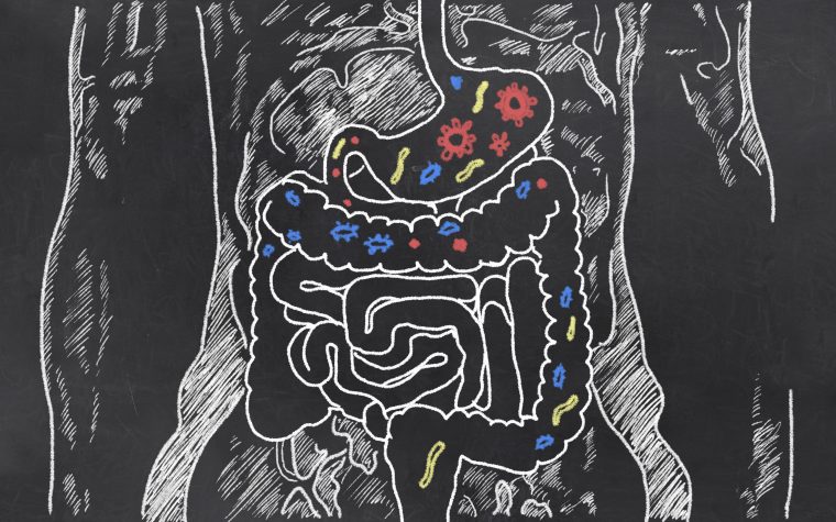 Gene mutations prevent beneficial bacteria from triggering protective immune responses in Crohn’s.