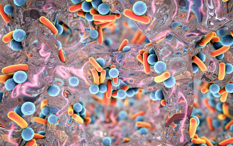 gut bacteria database