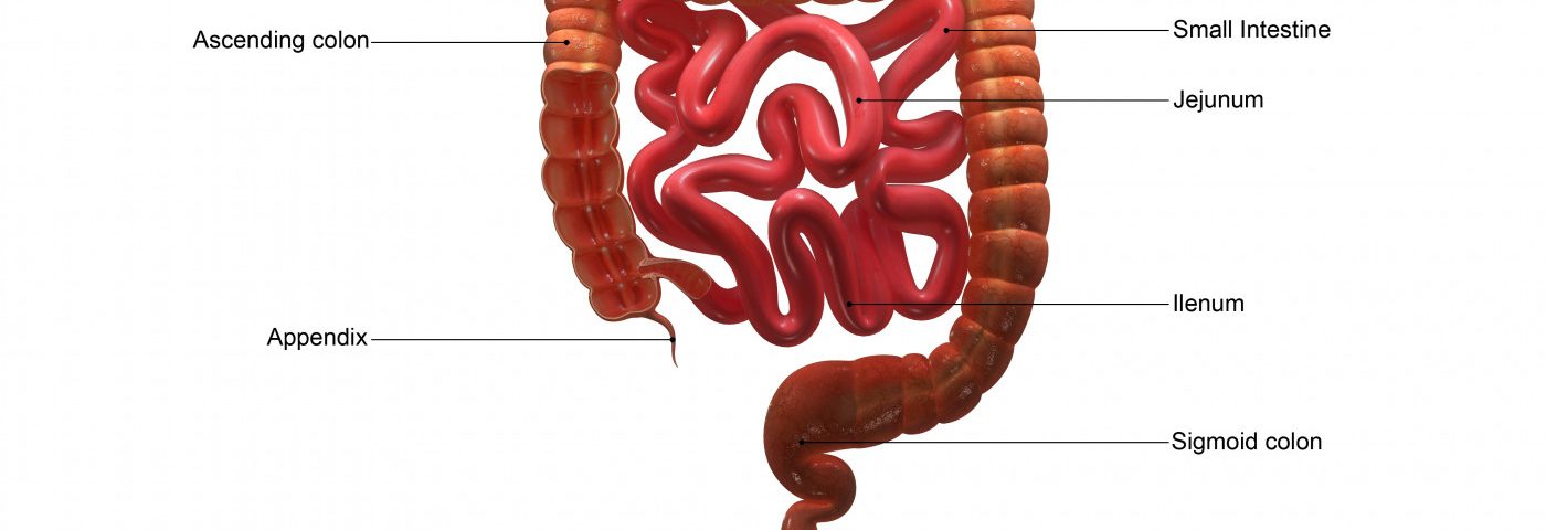 Defective MDR1 Gene May Promote Ileal Crohn’s Disease, Study Suggests