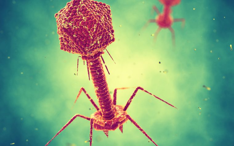 bacteriophages in IBD