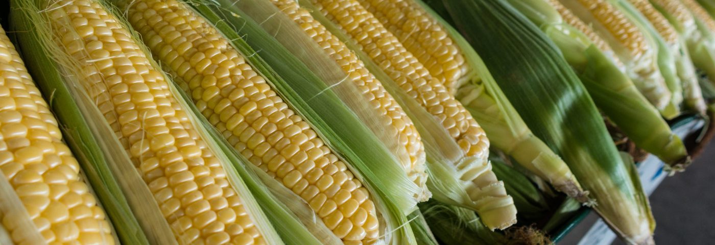 Flavonoids Found in Corn Reduce Bowel Inflammation in IBD Mouse Model