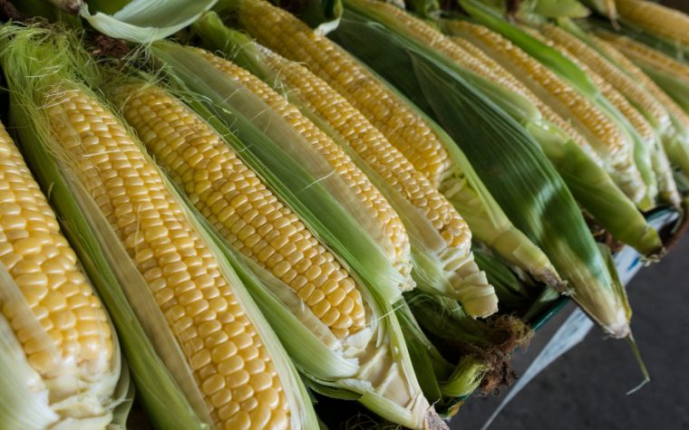 flavonoids in corn